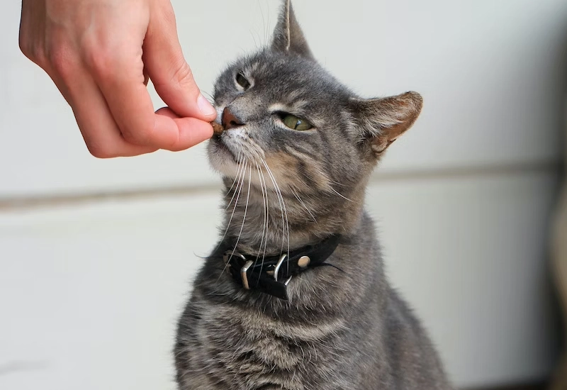 고양이 간식 종류