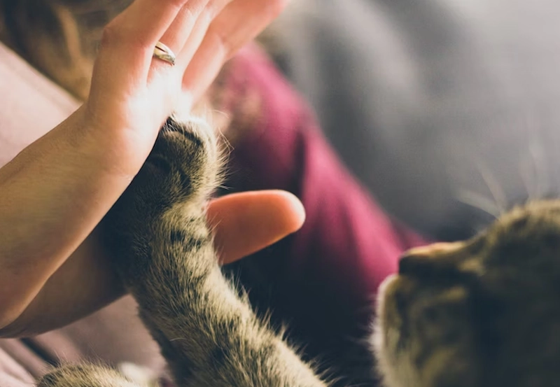 고양이 신장병의 종류, 단계 진단, 증상 및 원인