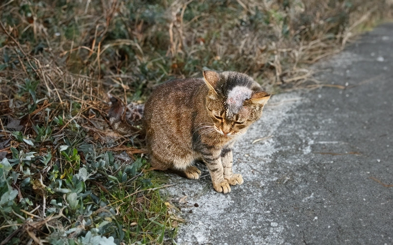 고양이 링웜